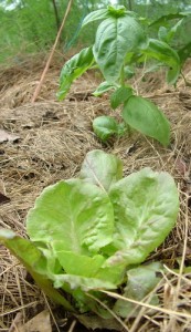 planting advanced seedlings - lettuce and basil