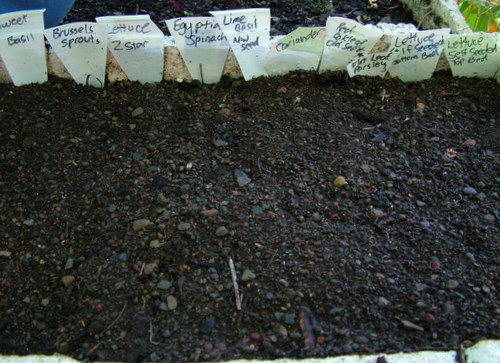 leafy planting in early summer by the lunar planting caledar