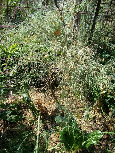 harvesting mustard seeds