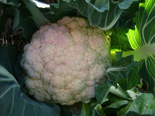 cauli