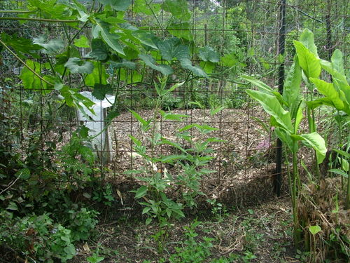 mulched bed