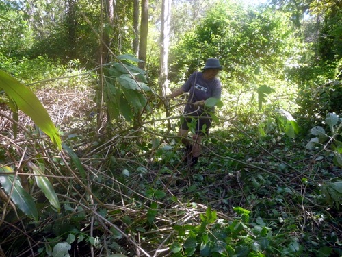 lantana clearing